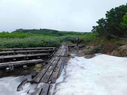 裾合平分岐