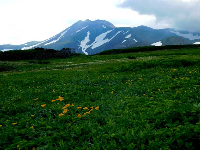 チシマノキンバイソウとトムラウシ山