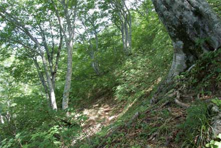 登山道