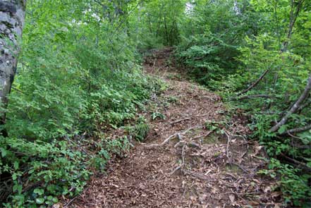 登山道