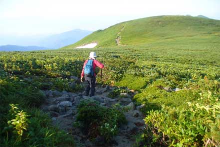 緩やかな登山道