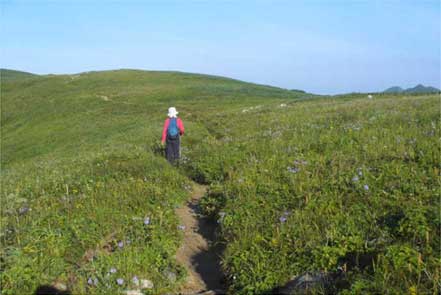 緩やかな登山道