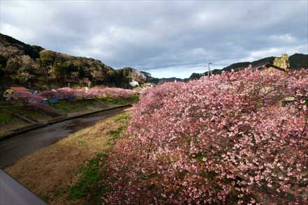 両岸に河津桜