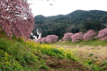 青野川