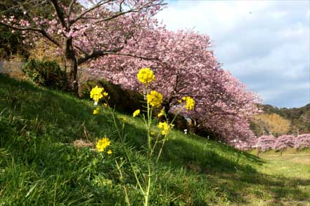 青野川