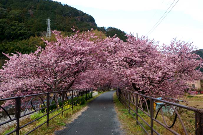 河津桜