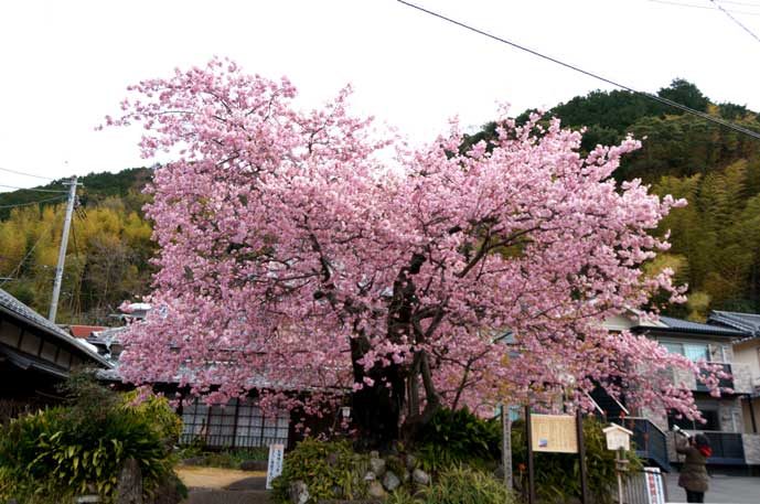 河津桜原木