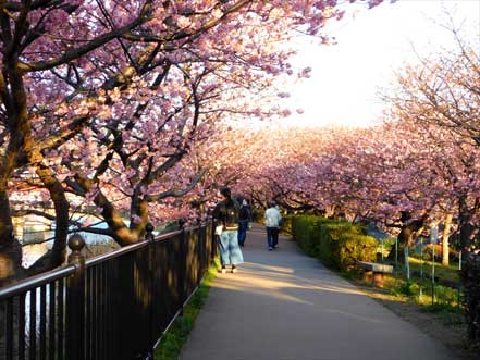 河津桜