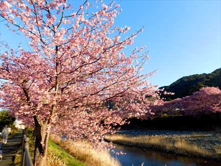 河津川