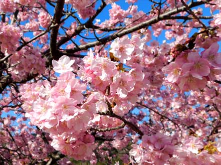 河津桜