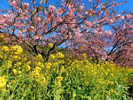 河津桜、菜の花