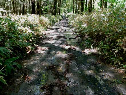 登山道