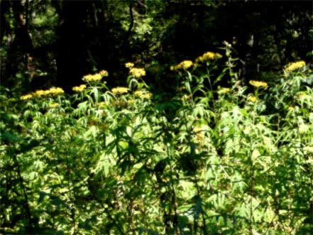 �n���S���\�E