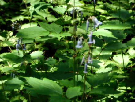 �N�T�{�^��