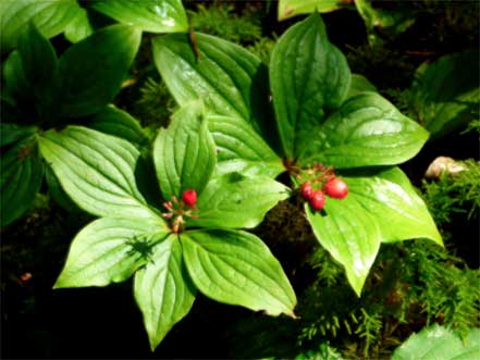 �S�[���^�`�o�i