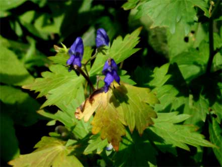 �g���J�u�g