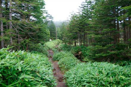 麦草峠