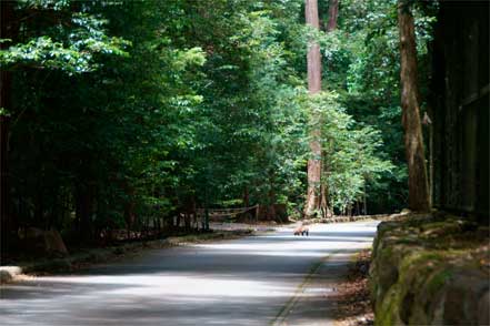 熊野古道