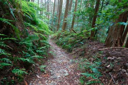 熊野古道三瀬坂道