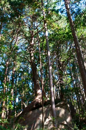 岩から木が