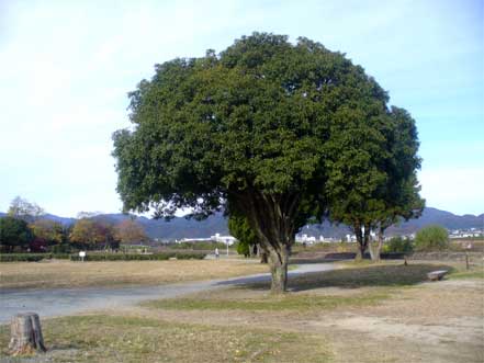 桂川・河川敷