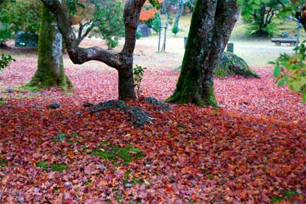 紅葉の絨毯