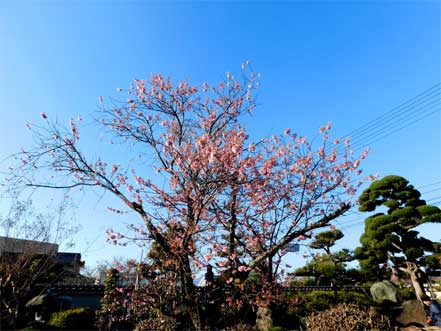 緋寒桜