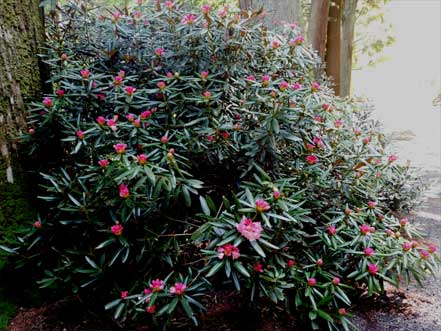 石楠花