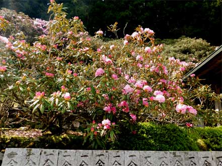 石楠花