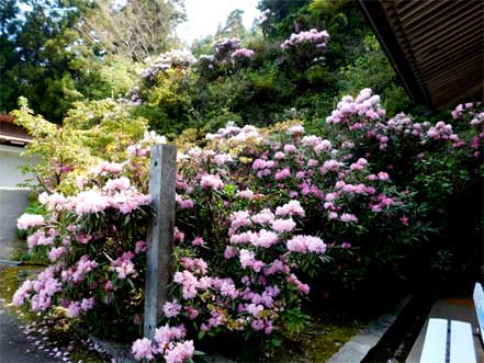 石楠花