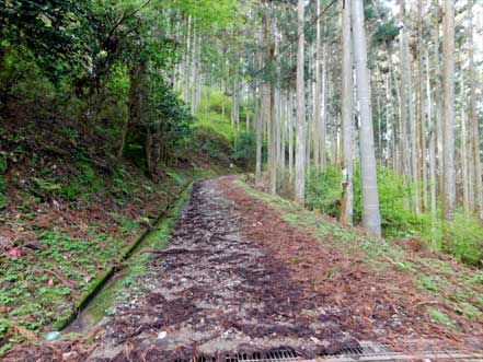 広い緩やかな上り