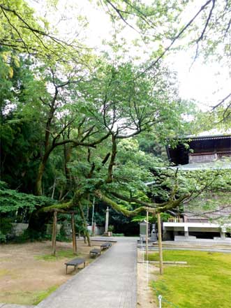 山桜