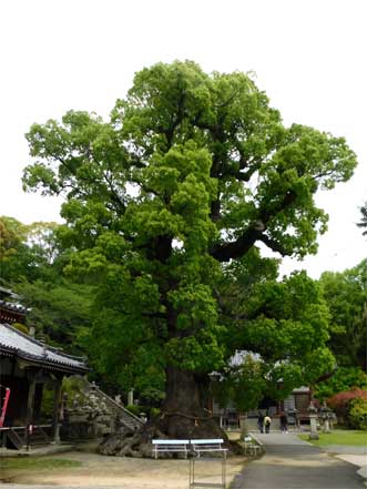 大楠