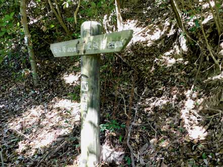 ���W�i�l���݂̂��j