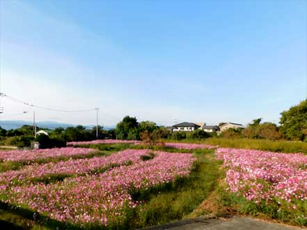 �R�X���X�����ꂢ