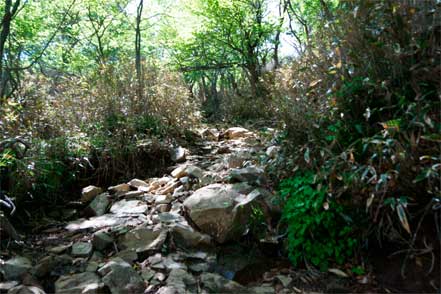 登山道