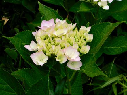 紫陽花
