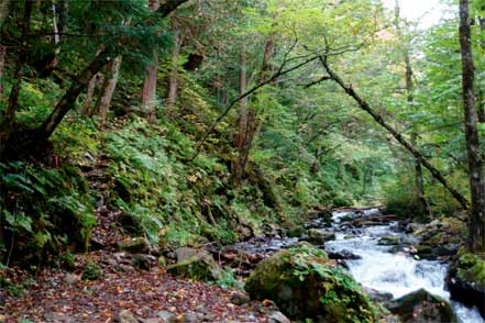 登山道