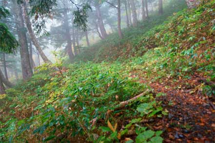 登山道