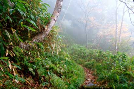 登山道