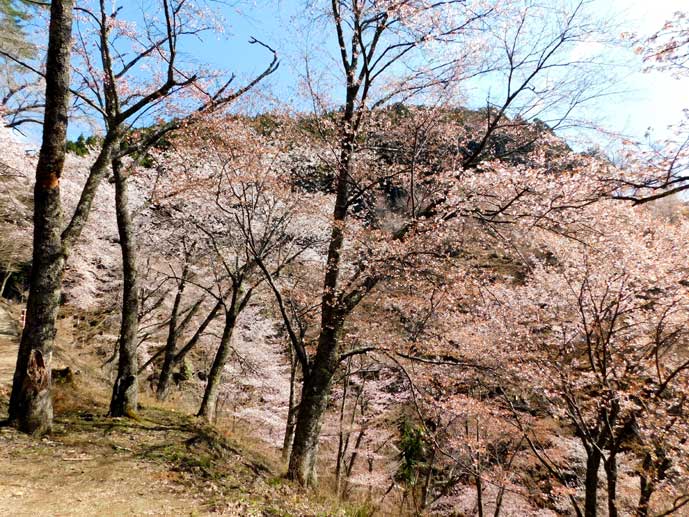 西行庵