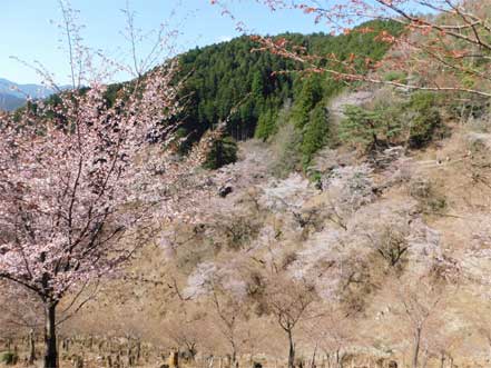 西行庵方向