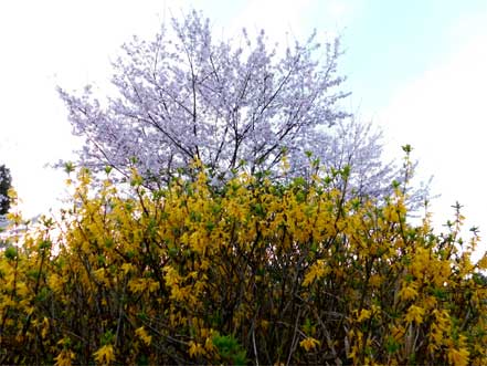 桜と？