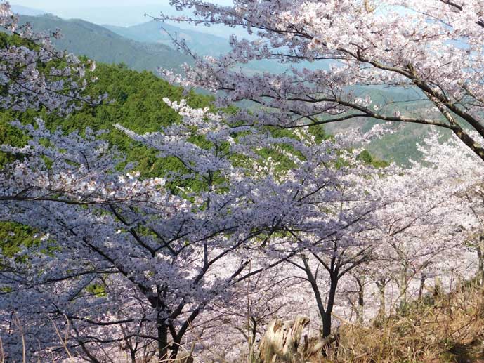 金峰神社