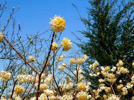 三俣の花