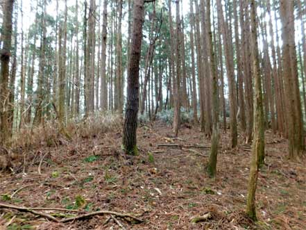 登山道