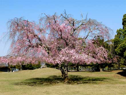 桜